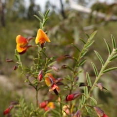 Bossiaea heterophylla at Morton National Park - 6 Mar 2024 10:54 AM