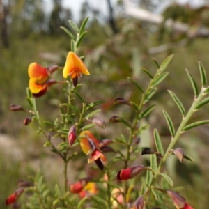 Bossiaea heterophylla at Morton National Park - 6 Mar 2024