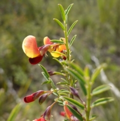 Bossiaea heterophylla at Morton National Park - 6 Mar 2024 10:54 AM