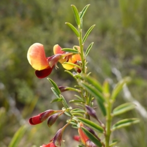 Bossiaea heterophylla at Morton National Park - 6 Mar 2024 10:54 AM