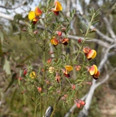 Bossiaea heterophylla at Morton National Park - 6 Mar 2024 10:54 AM