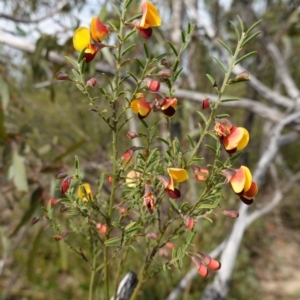 Bossiaea heterophylla at Morton National Park - 6 Mar 2024