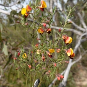 Bossiaea heterophylla at Morton National Park - 6 Mar 2024 10:54 AM