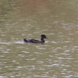 Anas platyrhynchos at Belvoir Park - 9 Mar 2024