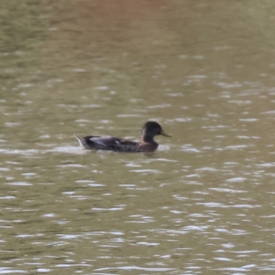 Anas platyrhynchos (Mallard (Domestic Type)) at Wodonga - 9 Mar 2024 by KylieWaldon