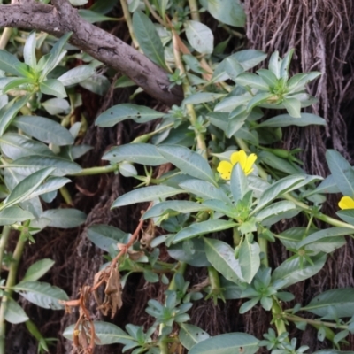 Ludwigia peploides subsp. montevidensis (Water Primrose) at Wodonga - 8 Mar 2024 by KylieWaldon