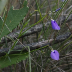 Pigea vernonii at Sassafras, NSW - 6 Mar 2024 by RobG1