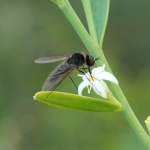 Geron sp. (genus) at Sassafras, NSW - 6 Mar 2024