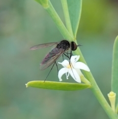 Geron sp. (genus) at Sassafras, NSW - 6 Mar 2024