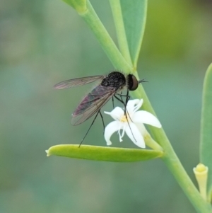 Geron sp. (genus) at Sassafras, NSW - 6 Mar 2024