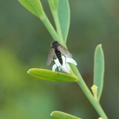 Geron sp. (genus) at Sassafras, NSW - 6 Mar 2024