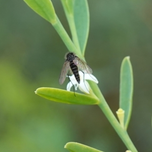 Geron sp. (genus) at Sassafras, NSW - 6 Mar 2024