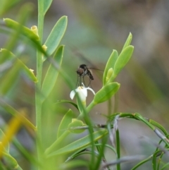 Geron sp. (genus) at Sassafras, NSW - 6 Mar 2024