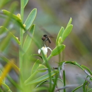 Geron sp. (genus) at Sassafras, NSW - 6 Mar 2024