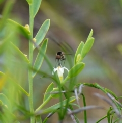 Geron sp. (genus) at Sassafras, NSW - 6 Mar 2024