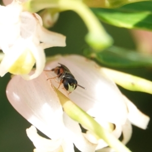 Hylaeus (Prosopisteron) littleri at Hall, ACT - 9 Mar 2024 11:33 AM