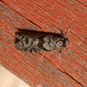 Lepidoscia (genus) ADULT at Harrison, ACT - 8 Mar 2024