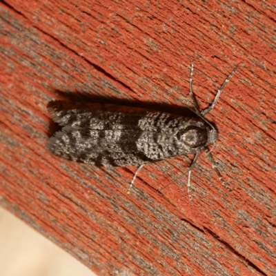 Lepidoscia (genus) ADULT (A Case moth) at Harrison, ACT - 8 Mar 2024 by DPRees125