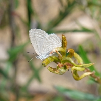 Zizina otis (Common Grass-Blue) at Sassafras, NSW - 6 Mar 2024 by RobG1