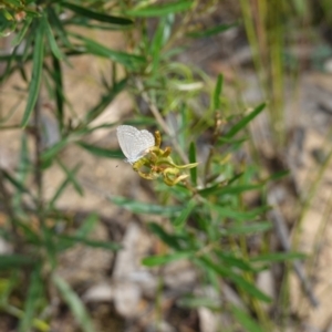 Zizina otis at Sassafras, NSW - 6 Mar 2024