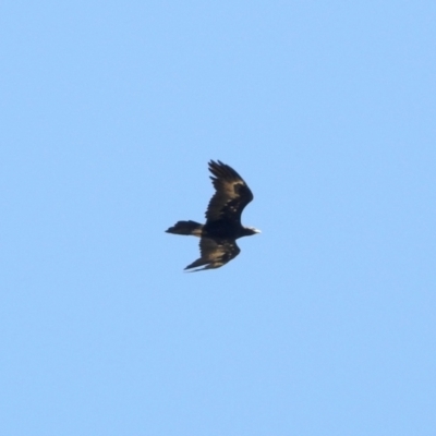 Aquila audax (Wedge-tailed Eagle) at Rendezvous Creek, ACT - 9 Mar 2024 by KMcCue