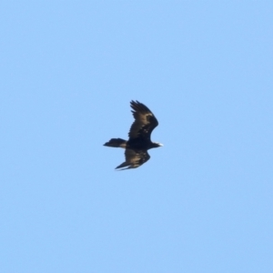 Aquila audax at Namadgi National Park - 9 Mar 2024