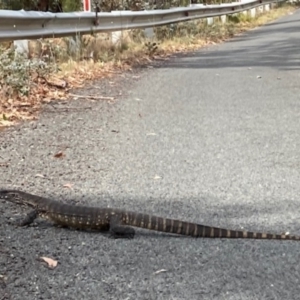 Varanus rosenbergi at Tharwa, ACT - 8 Mar 2024