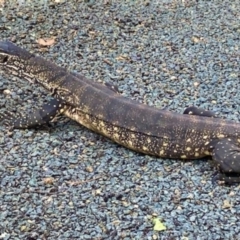 Varanus rosenbergi at Tharwa, ACT - 8 Mar 2024