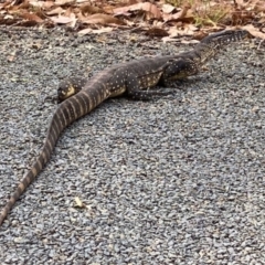 Varanus rosenbergi at Tharwa, ACT - 8 Mar 2024