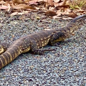 Varanus rosenbergi at Tharwa, ACT - suppressed