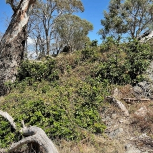 Berberis aquifolium at Namadgi National Park - 9 Mar 2024