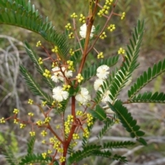 Acacia terminalis (Sunshine Wattle) at Sassafras, NSW - 6 Mar 2024 by RobG1