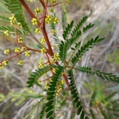 Acacia terminalis at Sassafras, NSW - 6 Mar 2024