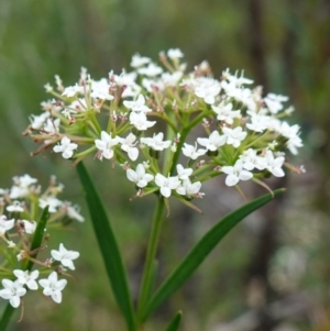 Platysace lanceolata at Sassafras, NSW - 6 Mar 2024