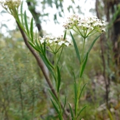 Platysace lanceolata at Sassafras, NSW - 6 Mar 2024 11:00 AM