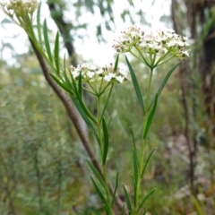 Platysace lanceolata at Sassafras, NSW - 6 Mar 2024