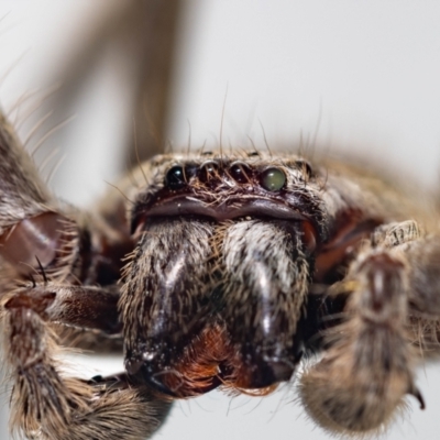 Unidentified Huntsman spider (Sparassidae) at Jerrabomberra, NSW - 7 Mar 2024 by MarkT