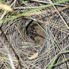 Lycosidae (family) (Wolf spider) at Springrange, NSW - 6 Mar 2024 by JenniM