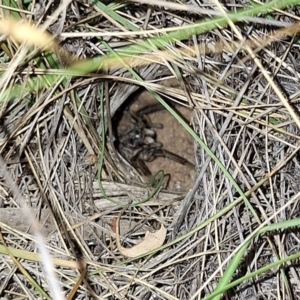 Lycosidae (family) at Springrange, NSW - 6 Mar 2024 07:46 PM