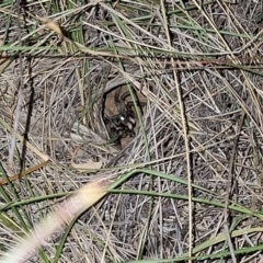 Lycosidae (family) at Springrange, NSW - 6 Mar 2024 07:46 PM