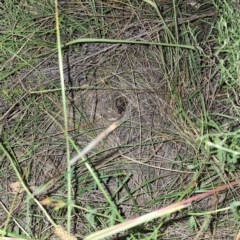 Lycosidae (family) at Springrange, NSW - 6 Mar 2024 07:46 PM