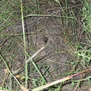 Lycosidae (family) at Springrange, NSW - 6 Mar 2024 07:46 PM