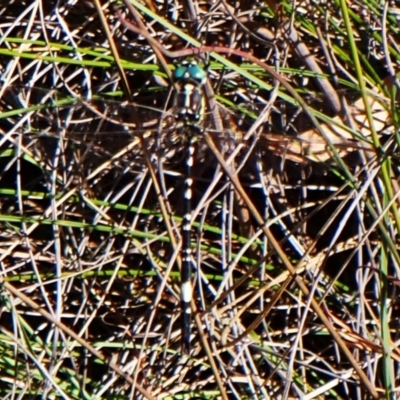 Parasynthemis regina (Royal Tigertail) at Cook, ACT - 6 Mar 2024 by CathB