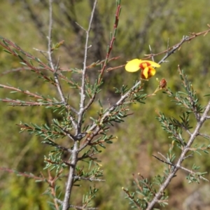 Dillwynia ramosissima at Morton National Park - 6 Mar 2024 11:39 AM