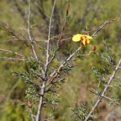 Dillwynia ramosissima (Bushy Parrot-pea) at Coolumburra, NSW - 6 Mar 2024 by RobG1
