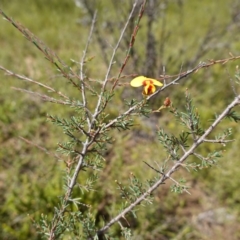 Dillwynia ramosissima at Morton National Park - 6 Mar 2024 11:39 AM