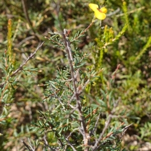 Dillwynia ramosissima at Morton National Park - 6 Mar 2024 11:39 AM