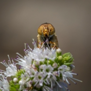 Eristalinus punctulatus at Ainslie, ACT - suppressed