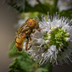 Eristalinus punctulatus at Ainslie, ACT - 9 Mar 2024