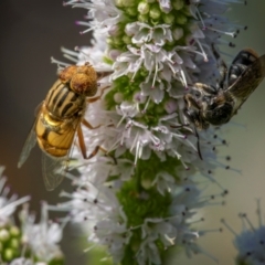 Eristalinus punctulatus at Ainslie, ACT - 9 Mar 2024